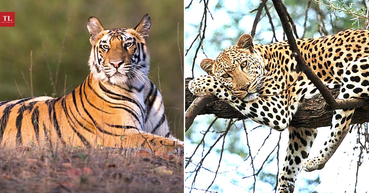 Loss of Habitat: Leopards in Kashmir and Tigers in Vidarbha caught in human- wildlife conflict – The Leaflet