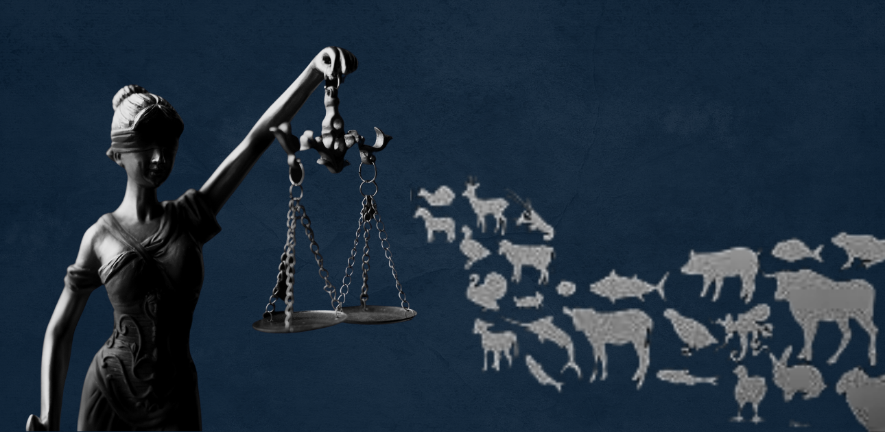 The legal spectre of farm animals: A split between theory and practice –  The Leaflet